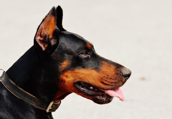 doberman-1334497_1280